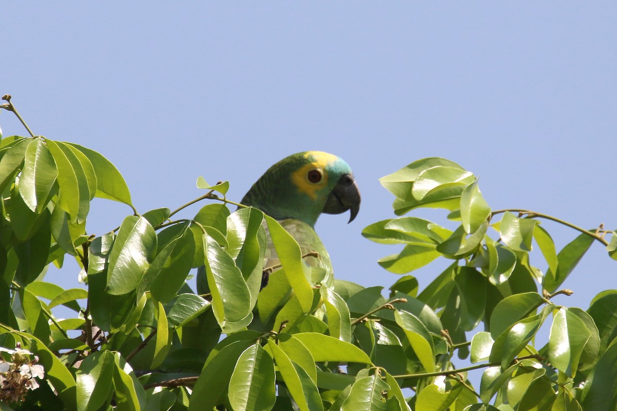 Turquoise-fronted Parrot - ML175604521