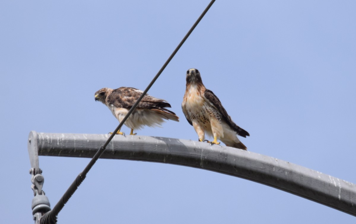 Red-tailed Hawk - ML175604781