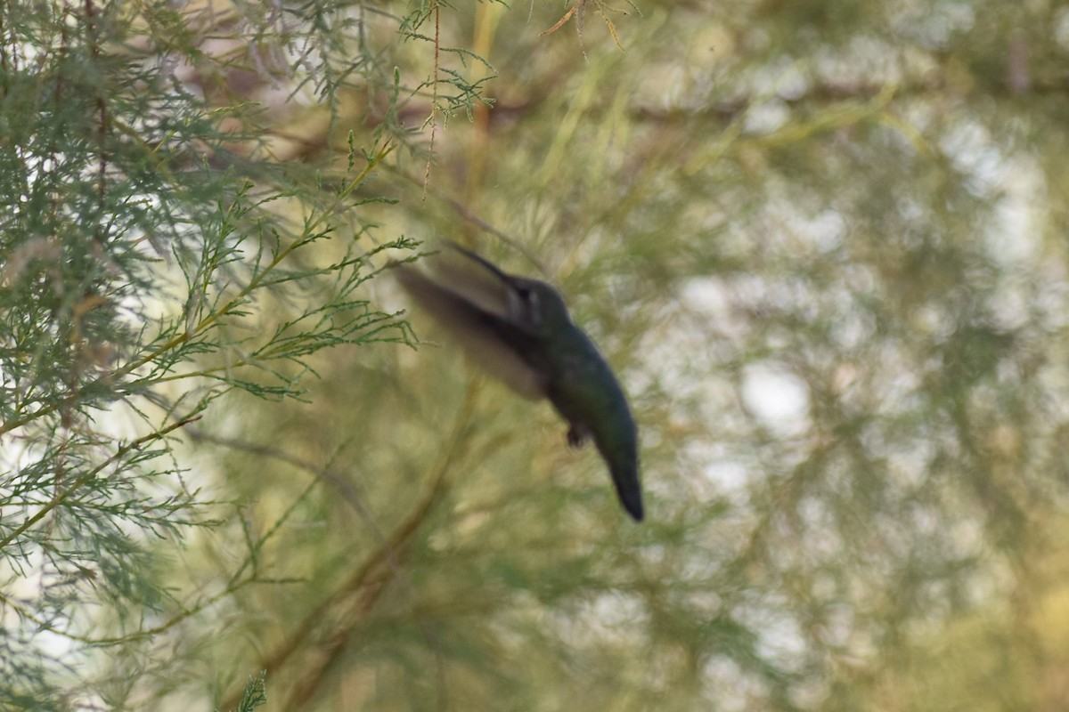 Anna's Hummingbird - ML175605571