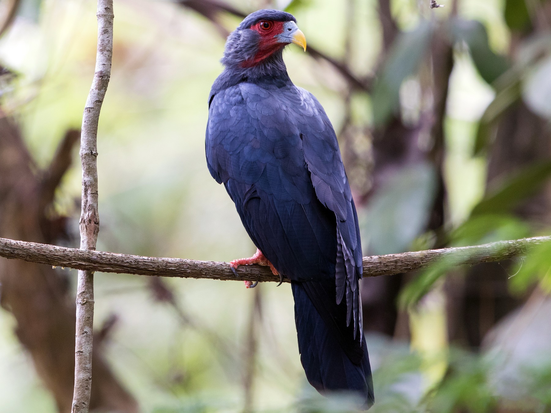 Red-throated Caracara - Stefan Hirsch