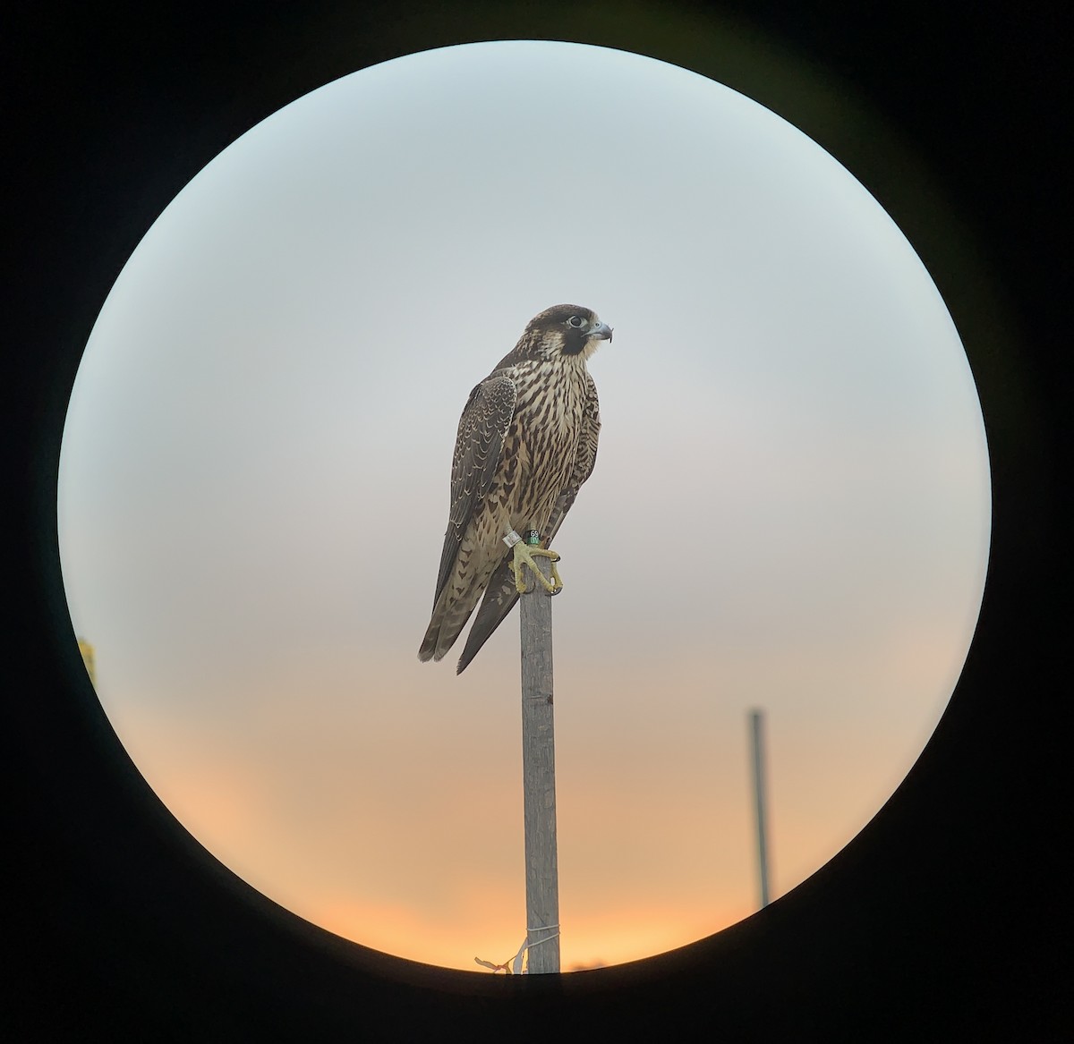 Peregrine Falcon (North American) - Tina Green