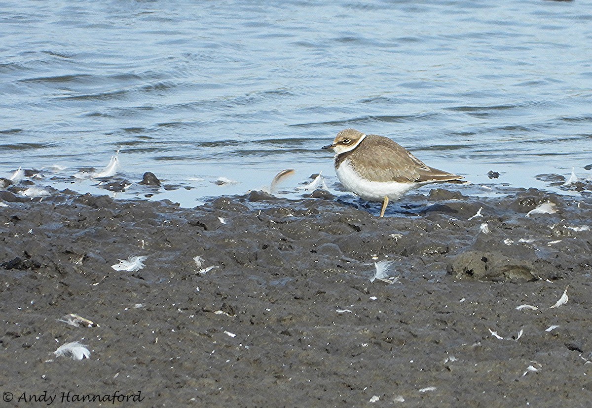 Little Ringed Plover - Andy Hannaford