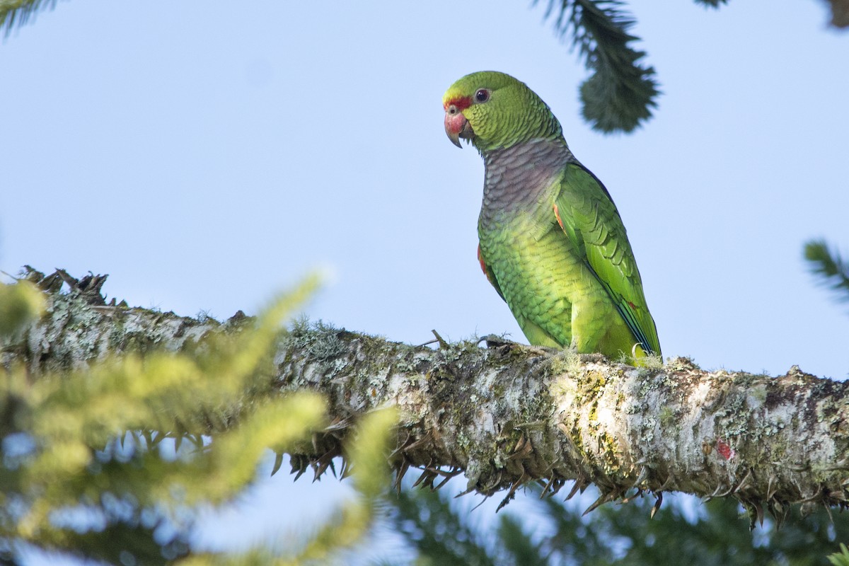 Vinaceous-breasted Parrot - ML175611841
