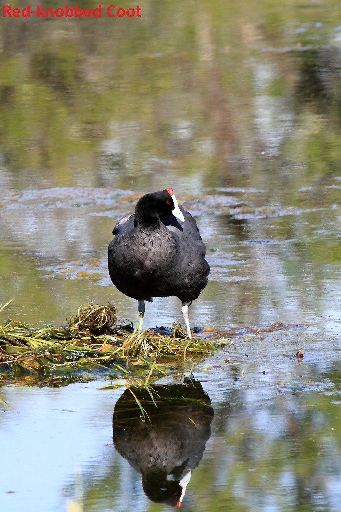 Red-knobbed Coot - Butch Carter