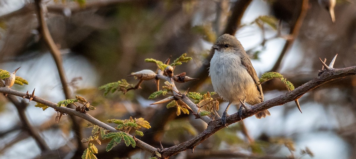 Mouse-colored Penduline-Tit - Forest Botial-Jarvis