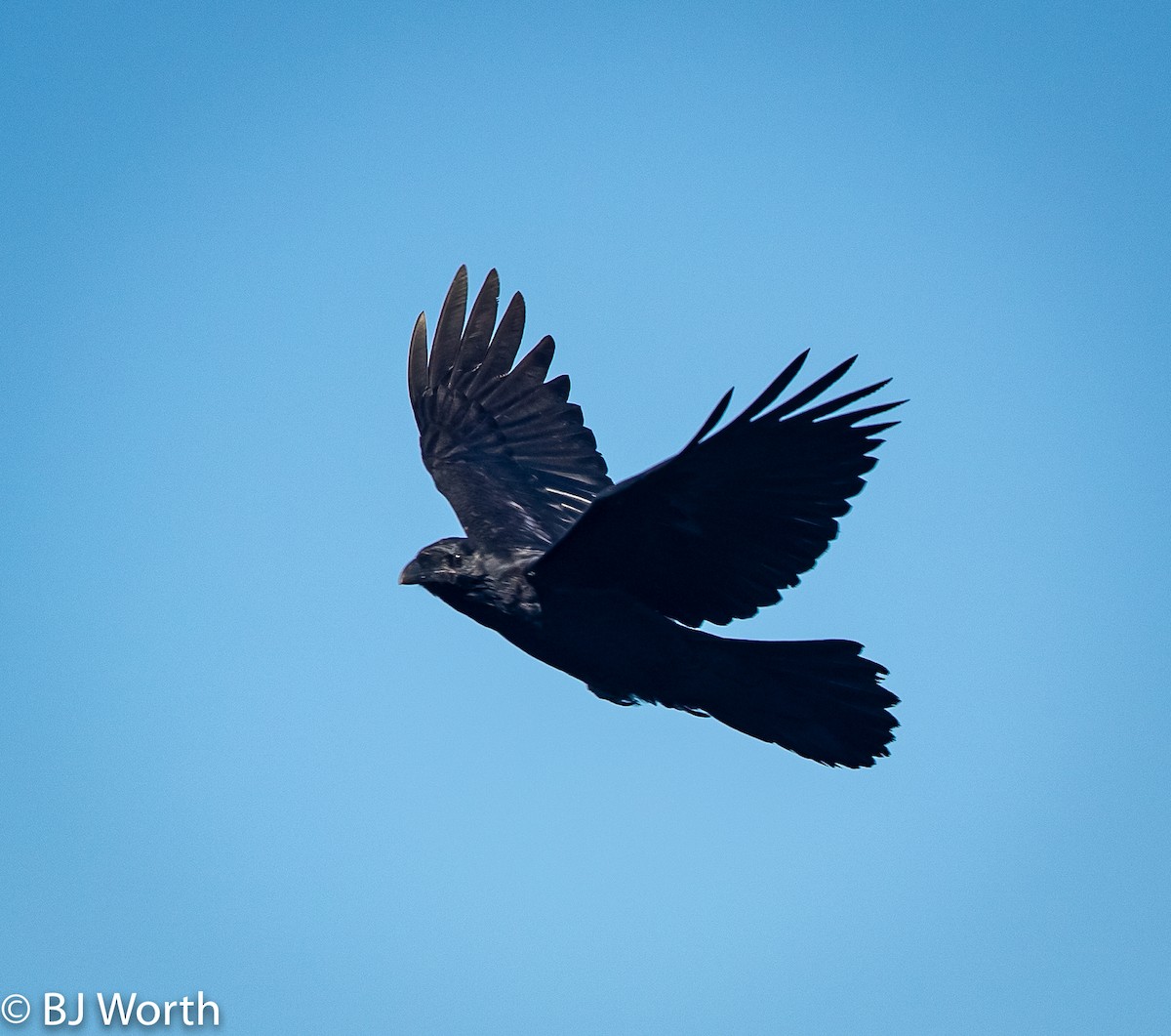 Common Raven - bj worth