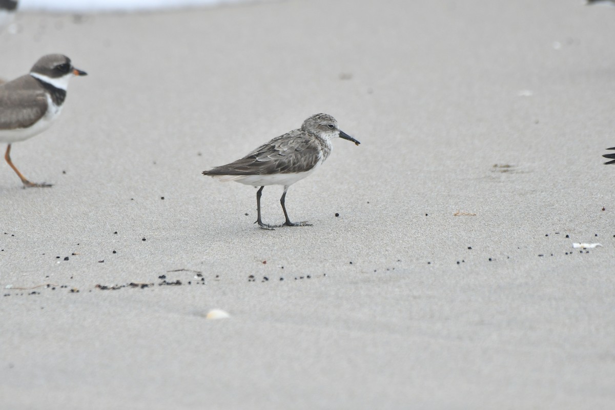 Semipalmated Sandpiper - Marcus Kelly