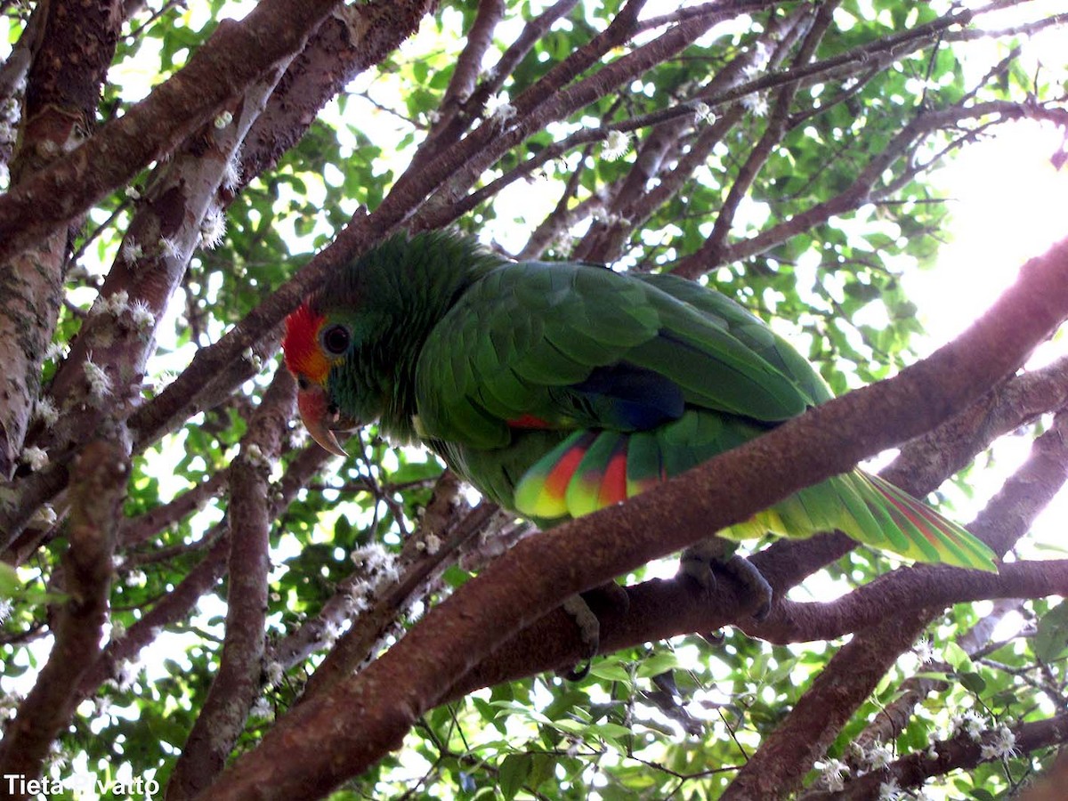 Red-browed Parrot - ML175620851