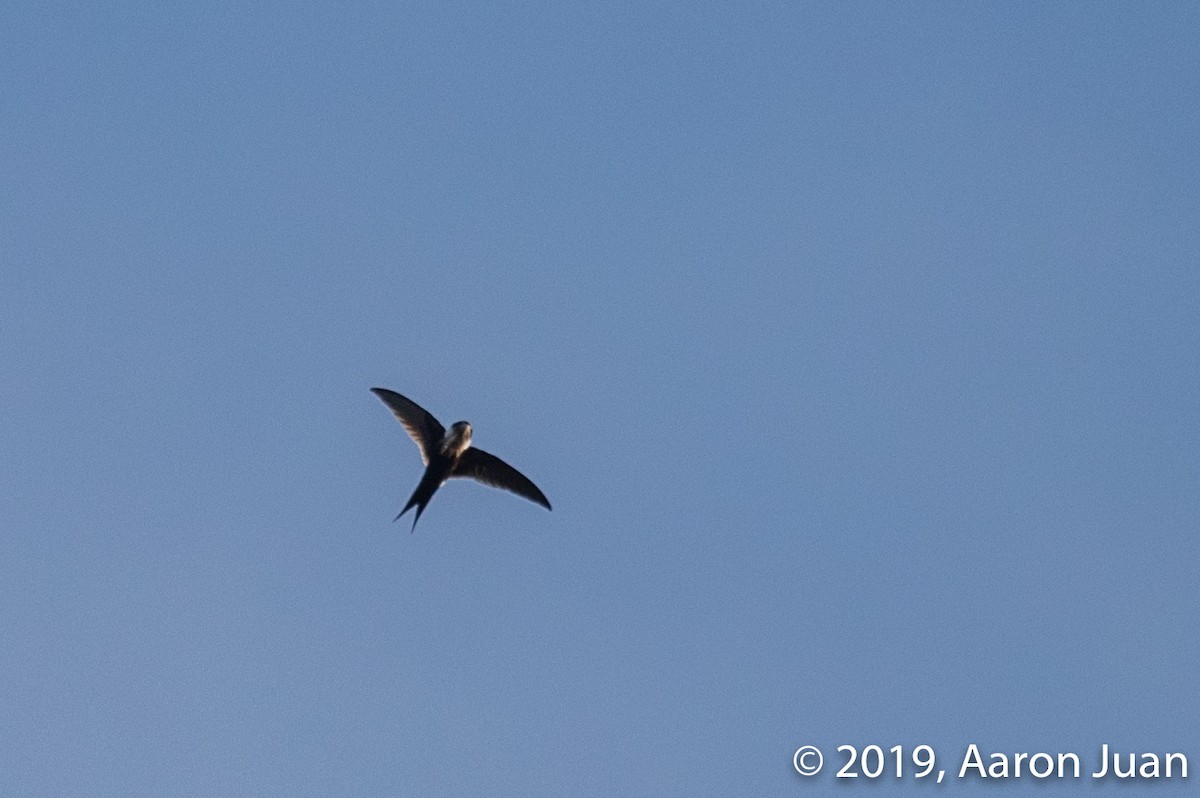 Lesser Swallow-tailed Swift - Aaron Juan