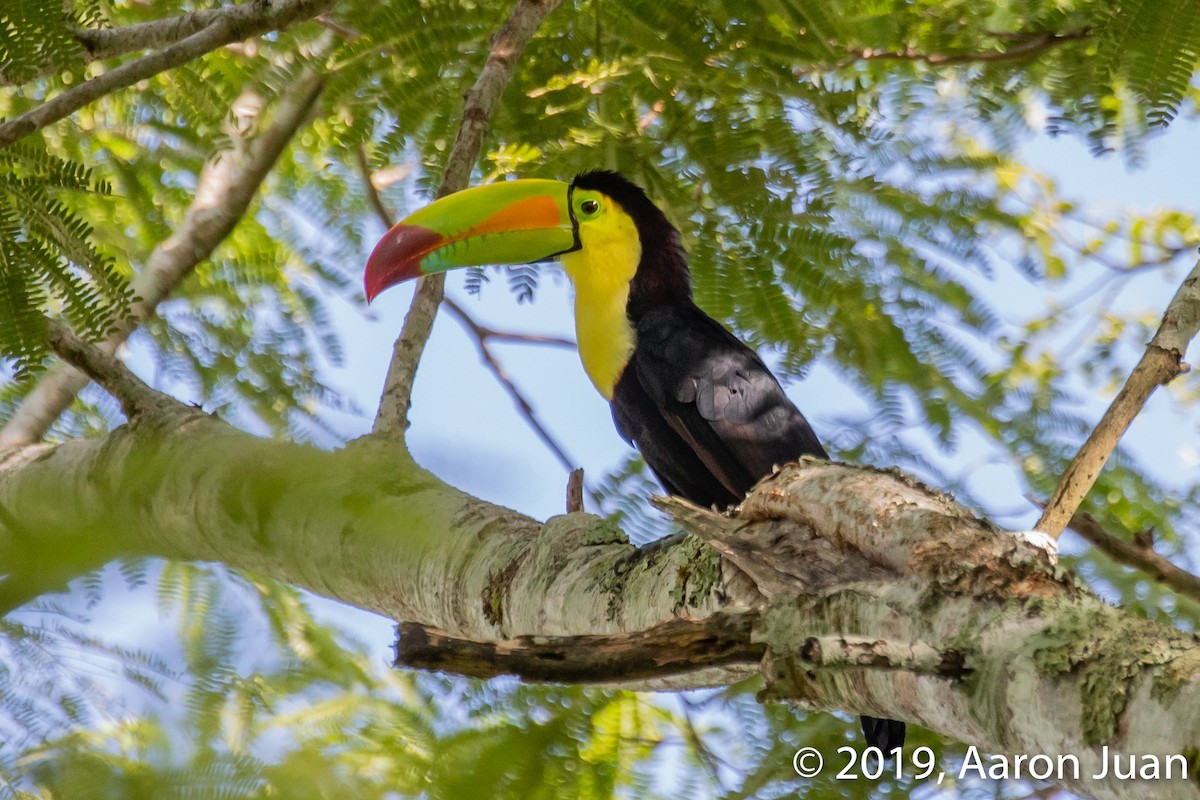 Keel-billed Toucan - ML175622221