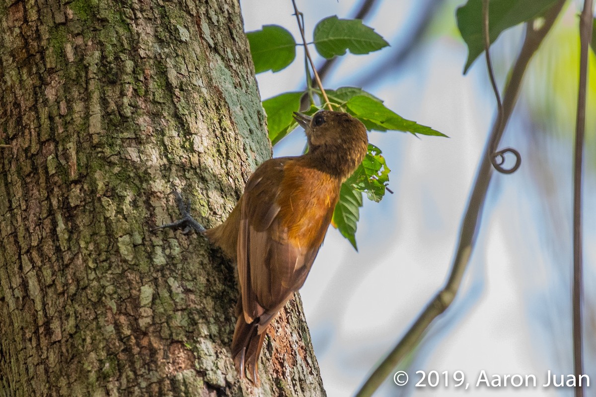 Smoky-brown Woodpecker - ML175622391