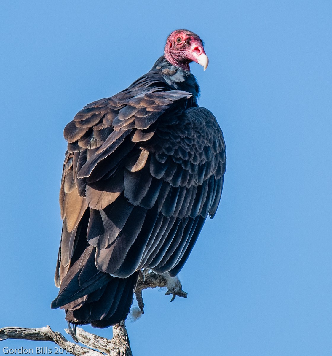 Turkey Vulture - Gordon & Jody Bills