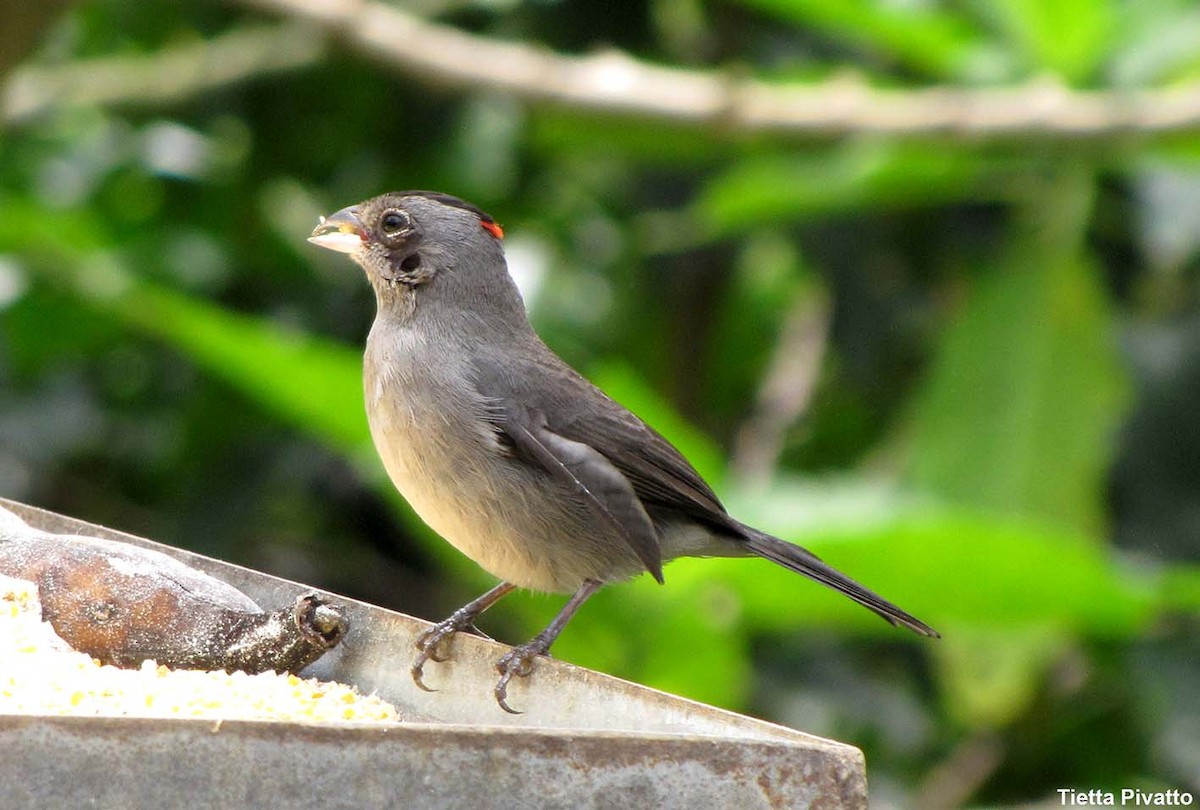 Pileated Finch - ML175624031
