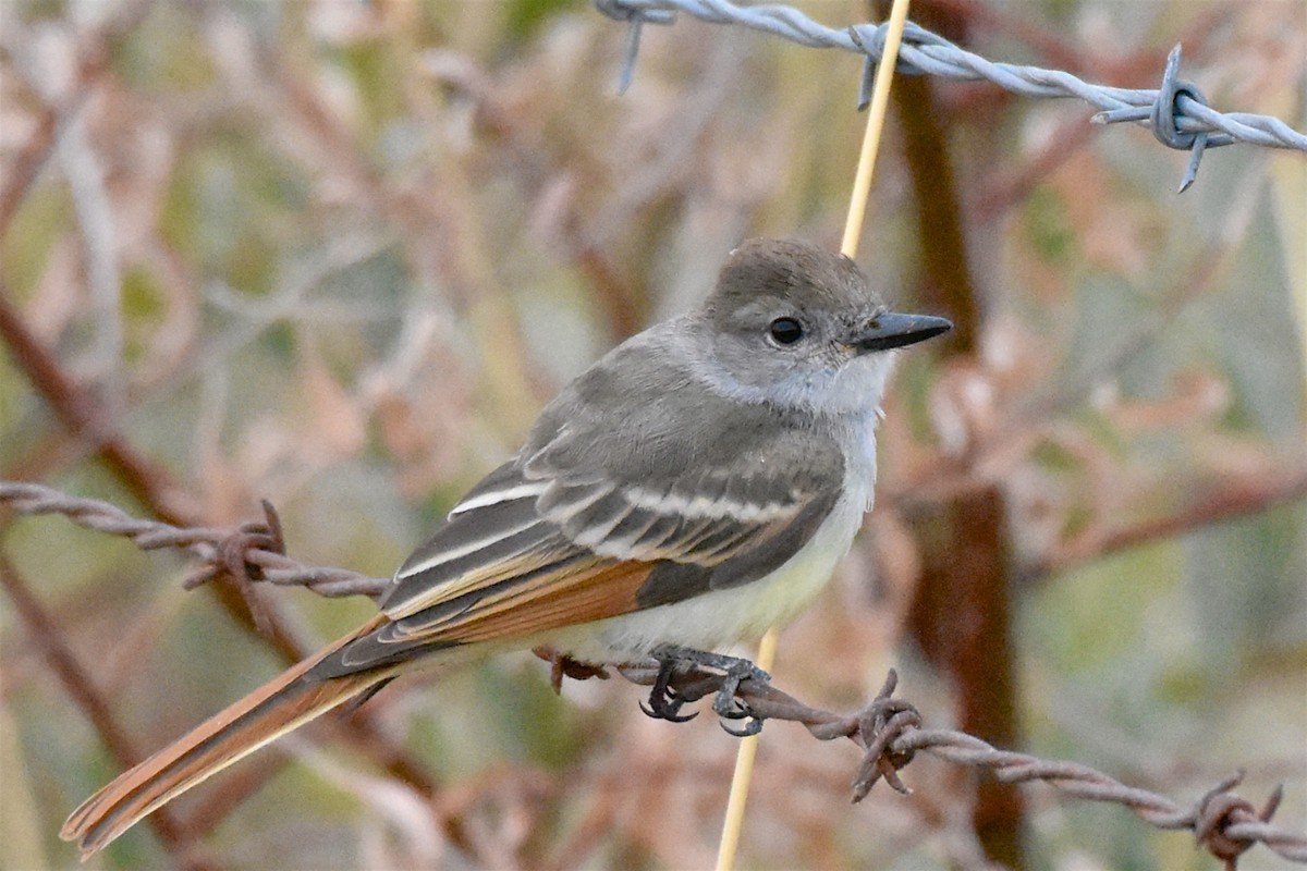 Ash-throated Flycatcher - George Gibbs
