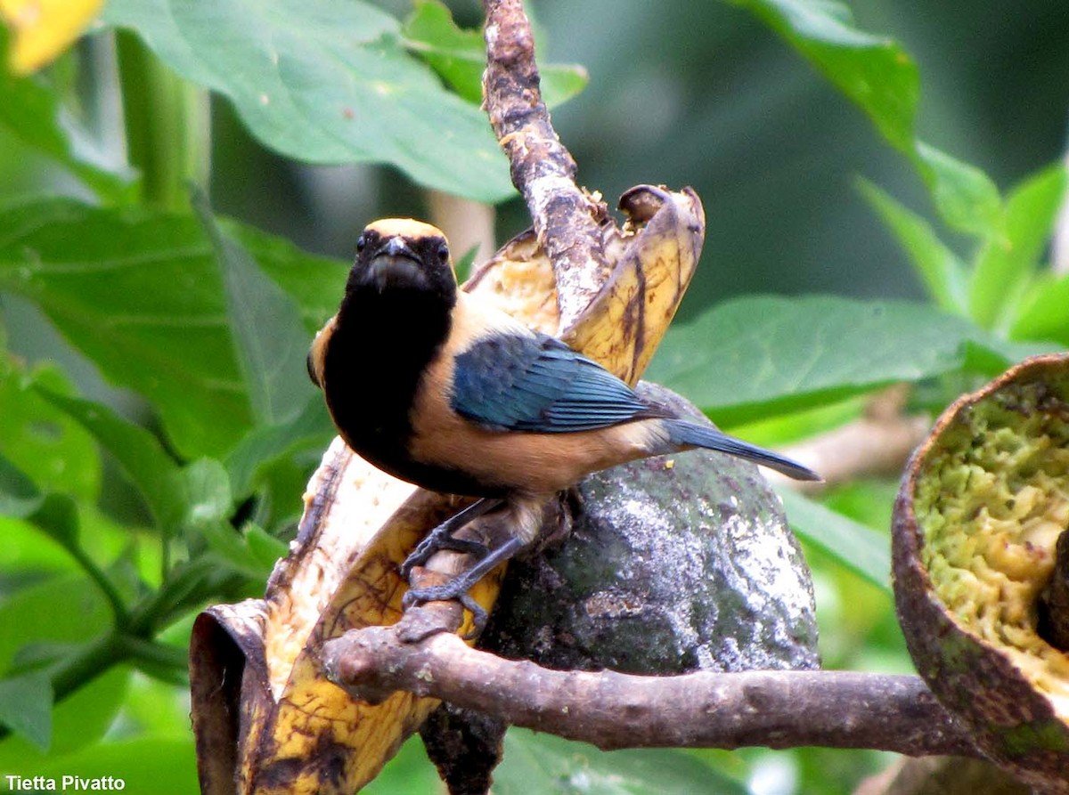 Burnished-buff Tanager - ML175624861