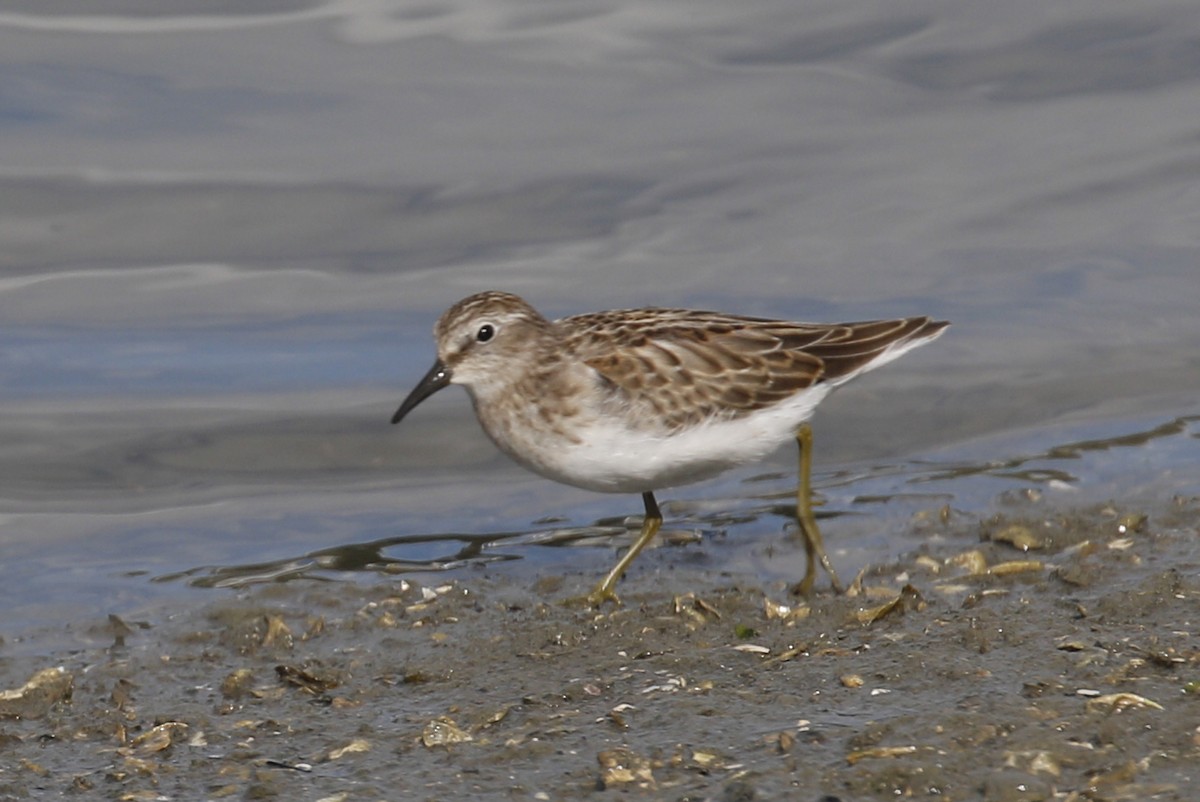 Least Sandpiper - Donna Pomeroy