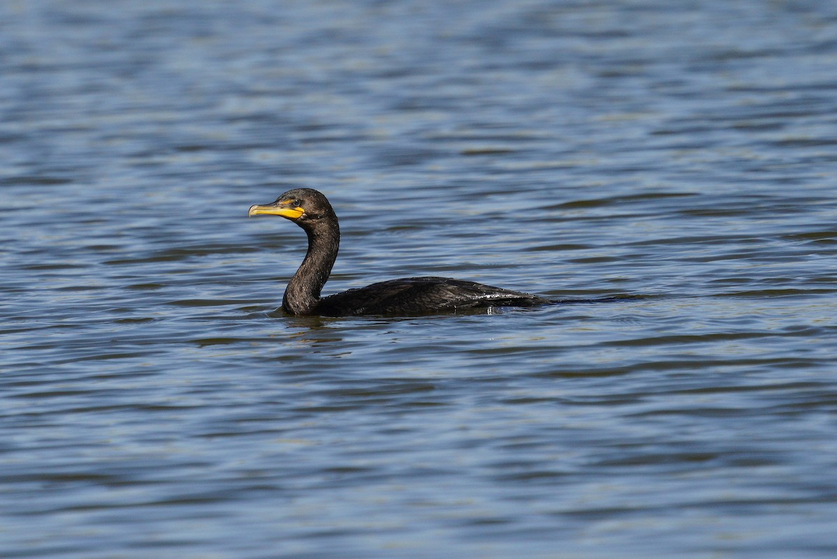 Double-crested Cormorant - Bryan Lanning