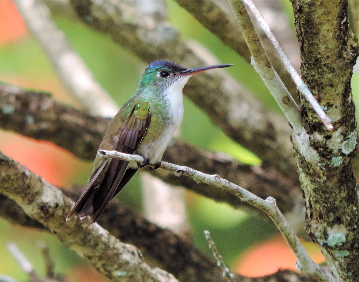 Azure-crowned Hummingbird - ML175633701