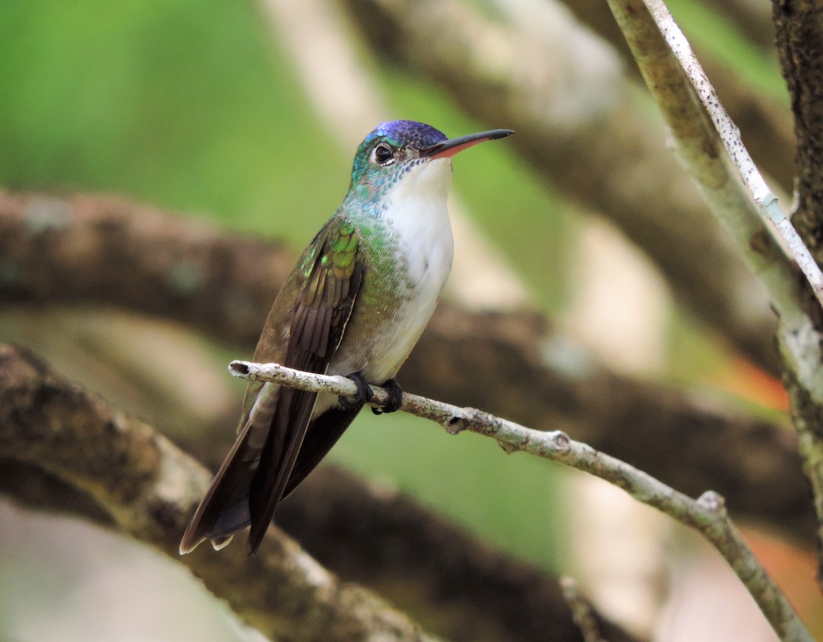 Azure-crowned Hummingbird - ML175633781