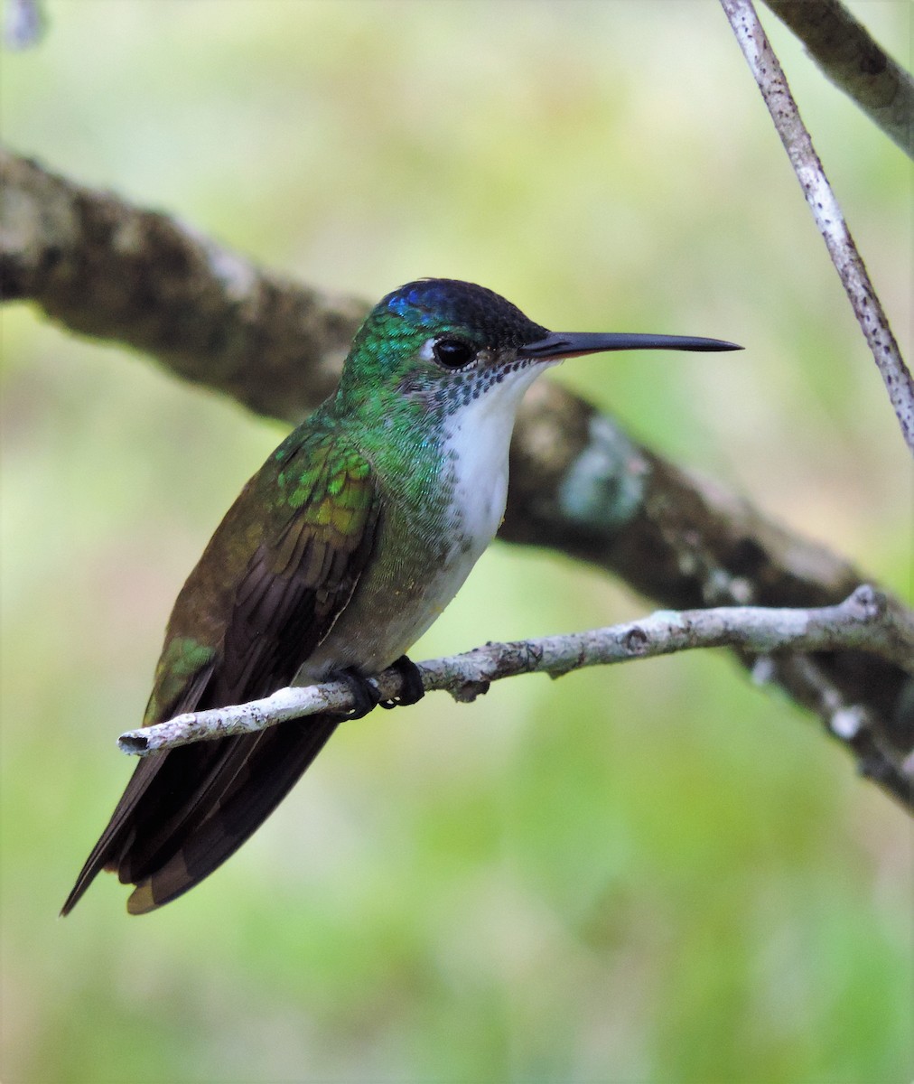 Azure-crowned Hummingbird - ML175633991