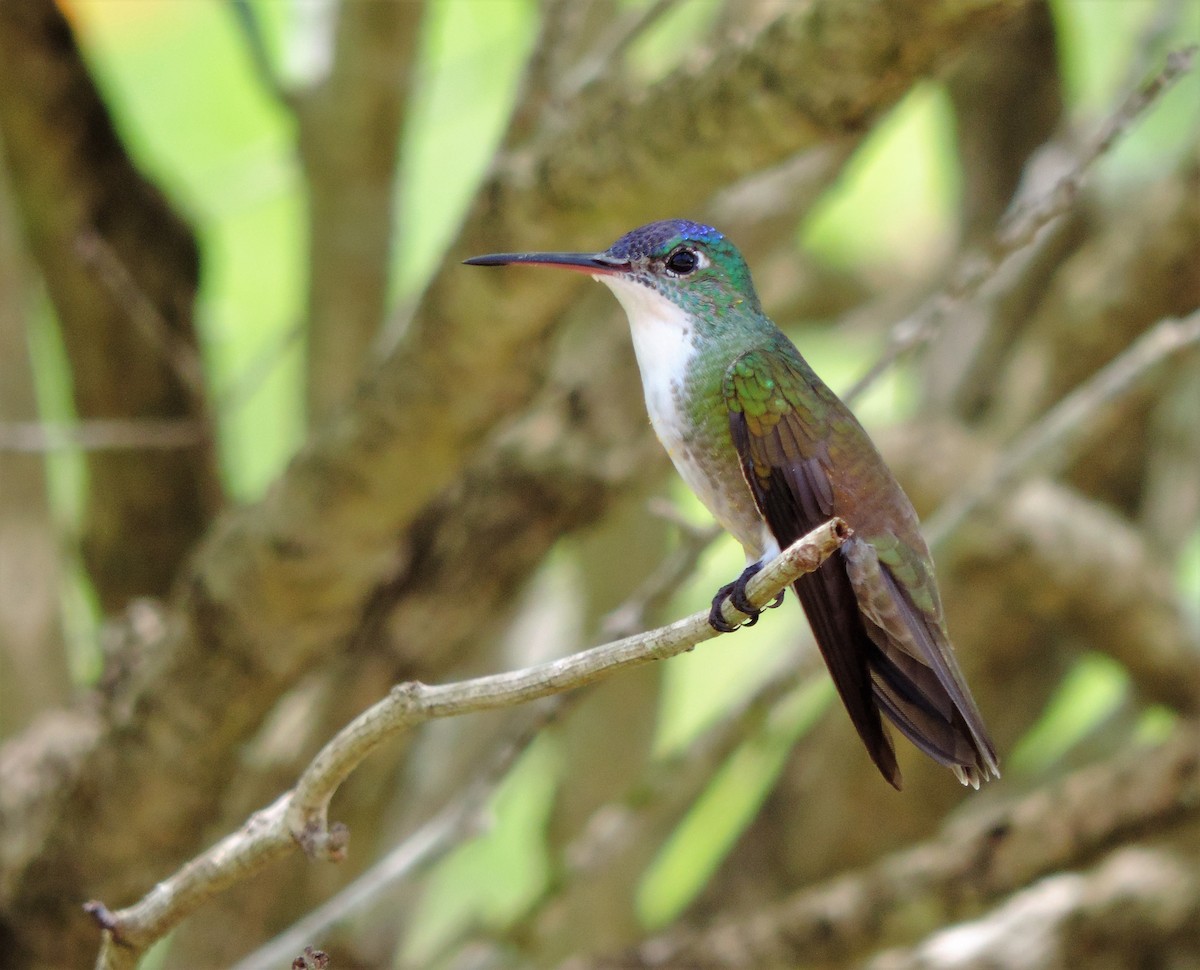 Azure-crowned Hummingbird - ML175634061