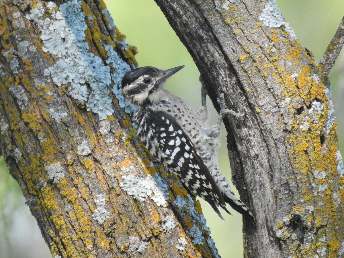 Ladder-backed Woodpecker - Kevin Long