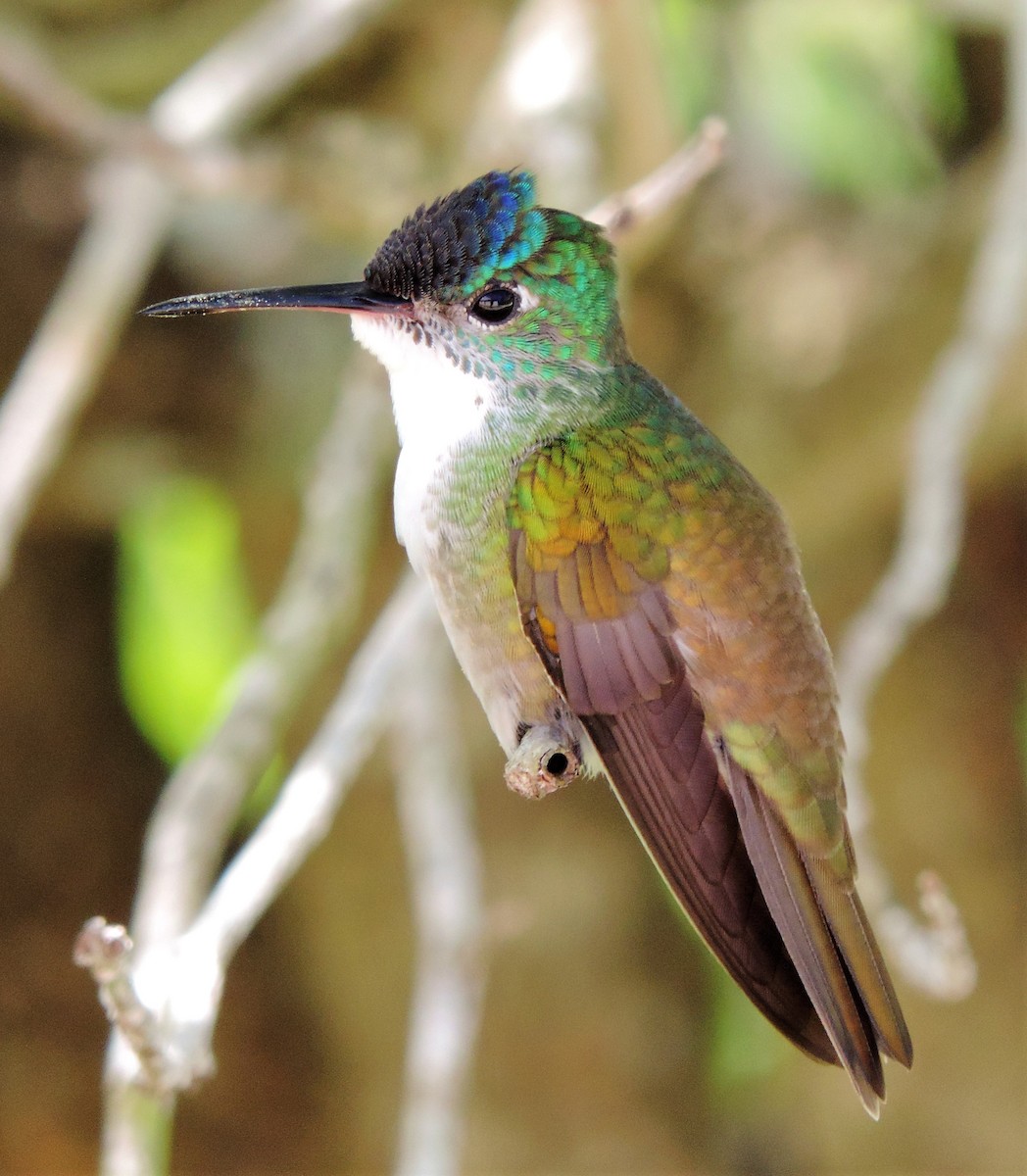 Azure-crowned Hummingbird - ML175636301