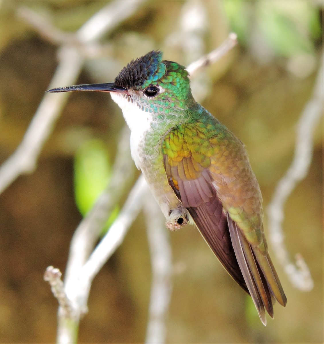 Azure-crowned Hummingbird - Jes Christian Bech
