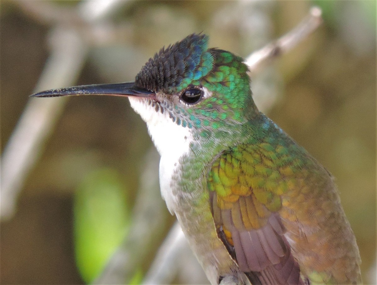 Azure-crowned Hummingbird - ML175636431