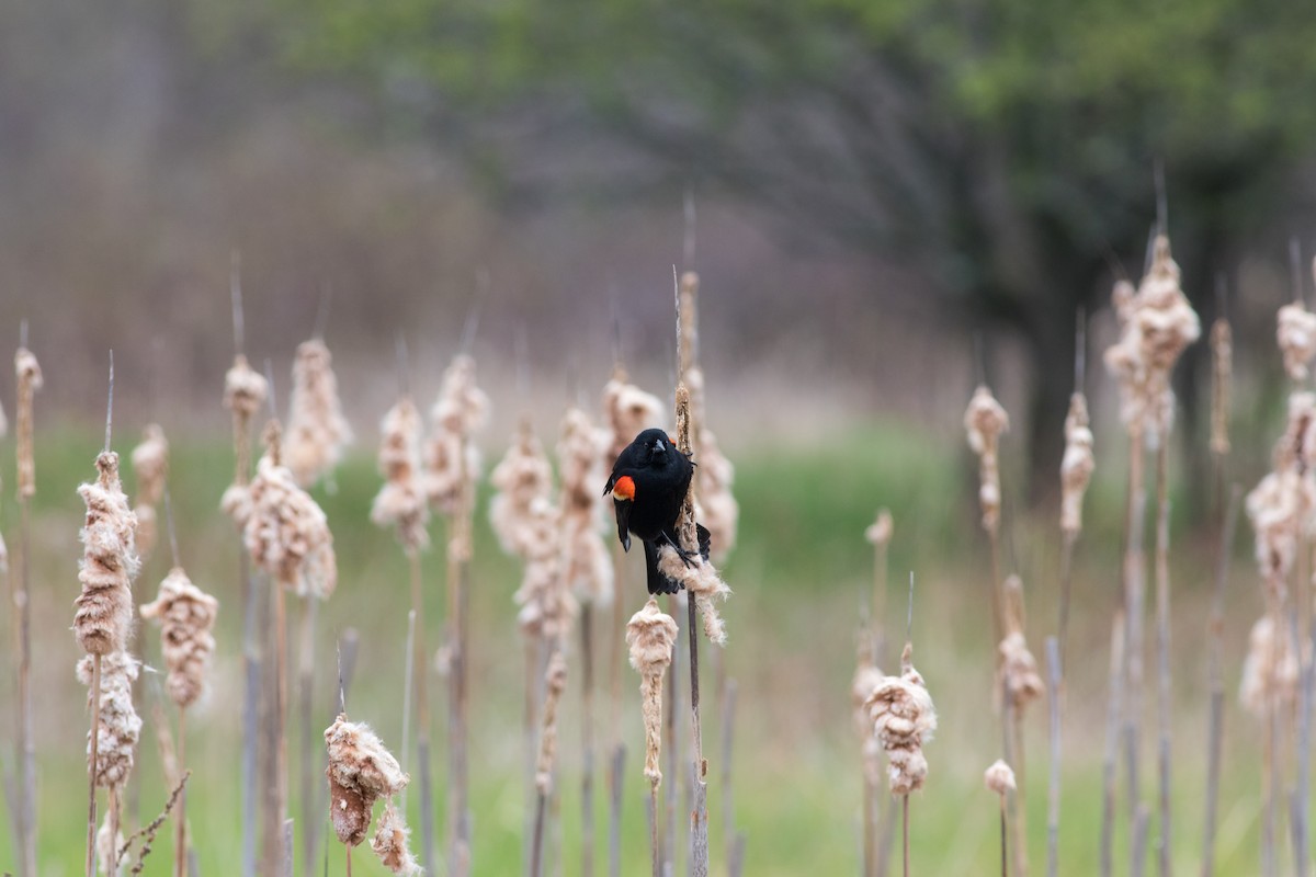 Red-winged Blackbird - Matthew Sabourin