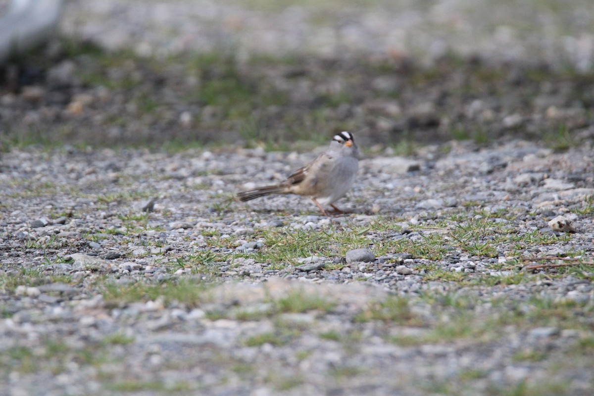 White-crowned Sparrow - ML175644991