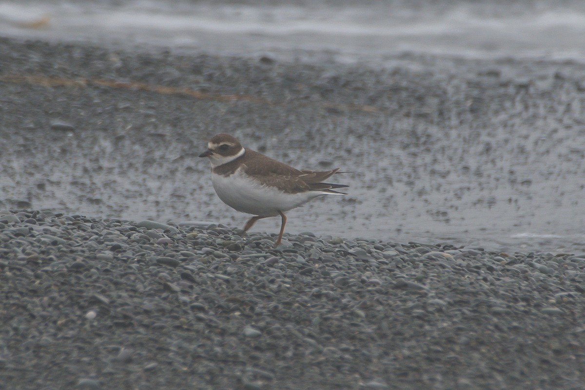 Semipalmated Plover - ML175645271