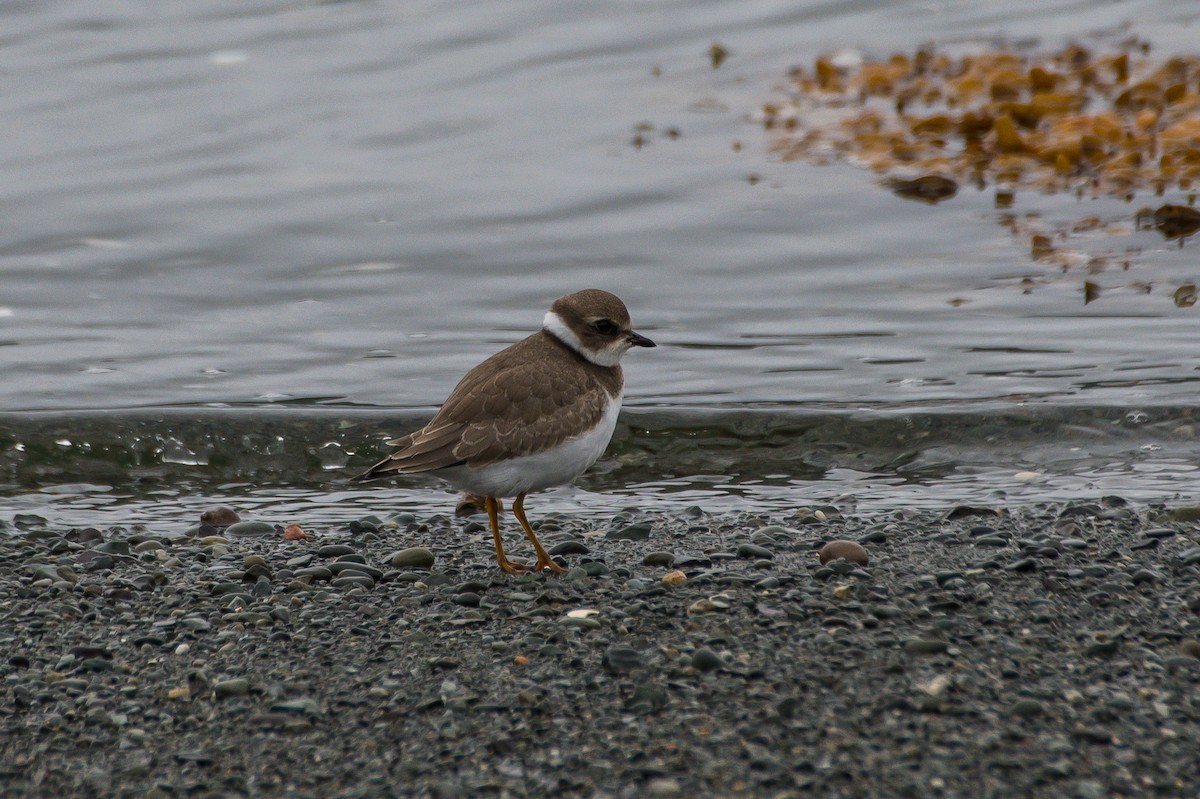 Semipalmated Plover - ML175646221