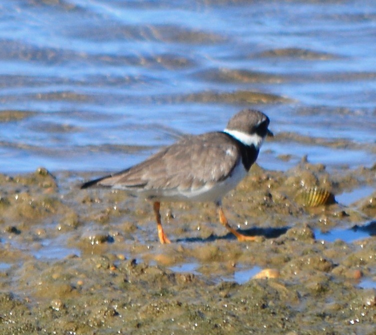 Common Ringed Plover - ML175646291