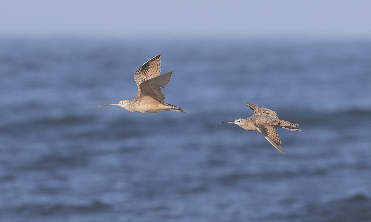Long-billed Curlew - ML175646401