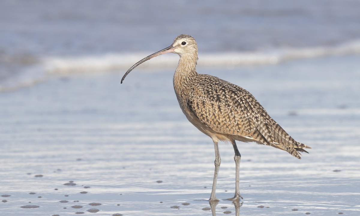 Long-billed Curlew - ML175646411