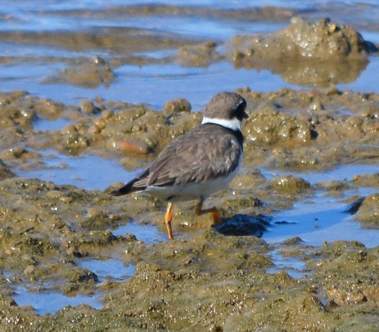 Common Ringed Plover - ML175646521