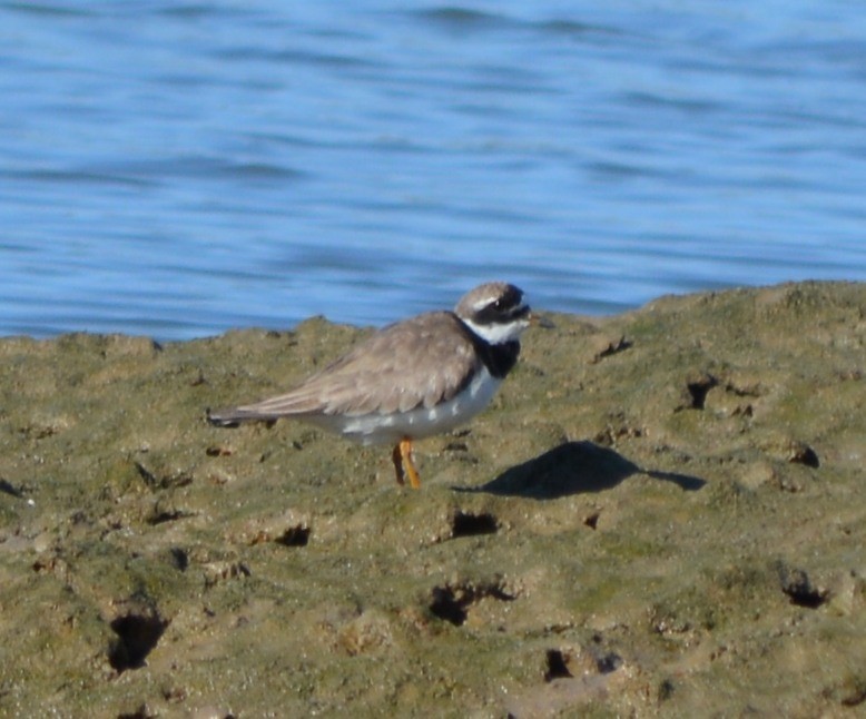 Common Ringed Plover - ML175647321