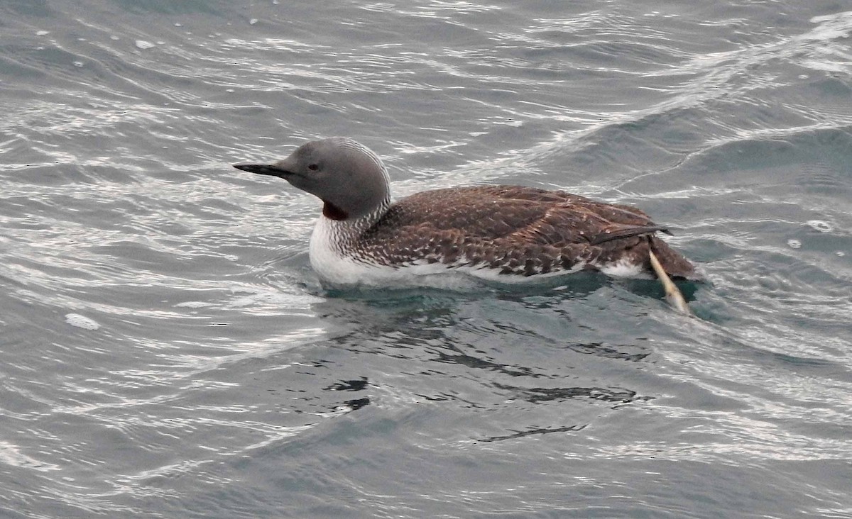 Red-throated Loon - ML175648361