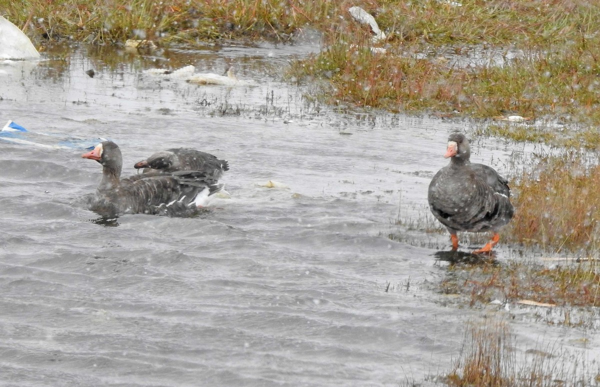 Greater White-fronted Goose - Jean Iron