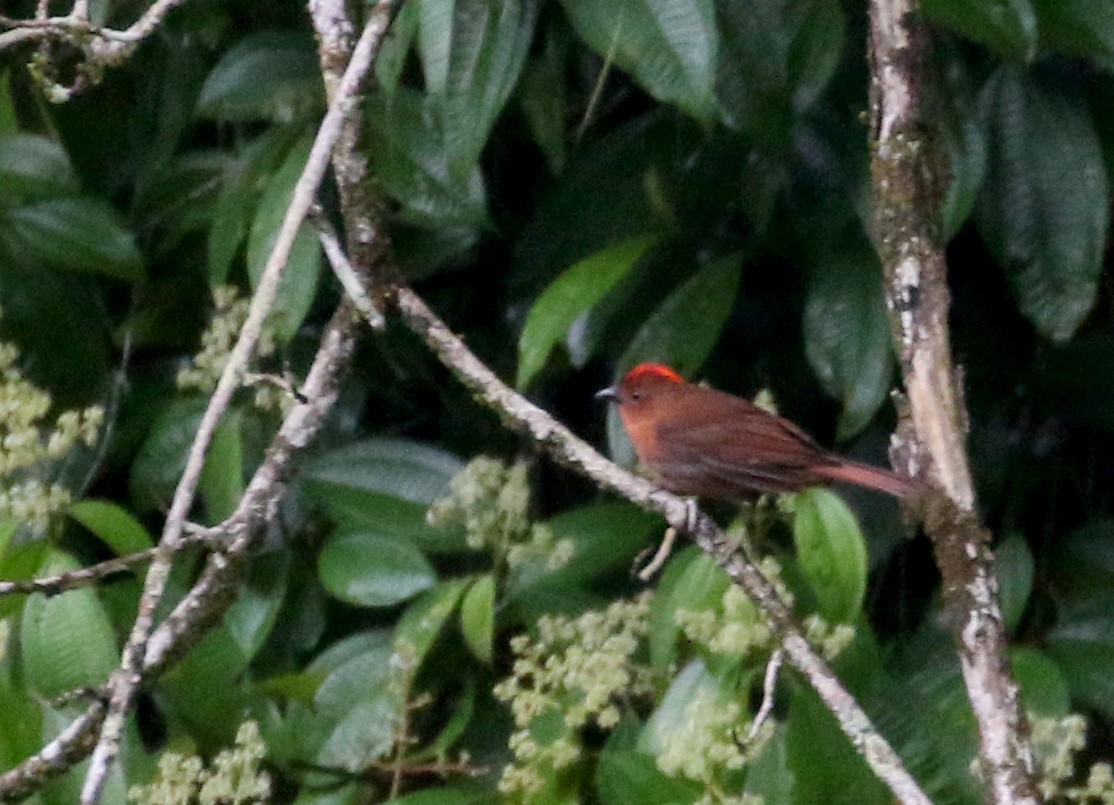 Red-crowned Ant-Tanager (Northern) - ML175649831