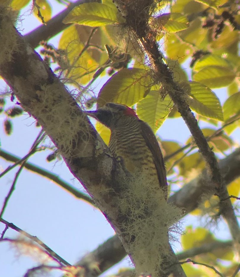 Yellow-vented Woodpecker - ML175651771