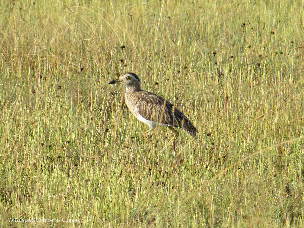 Double-striped Thick-knee - ML175653221