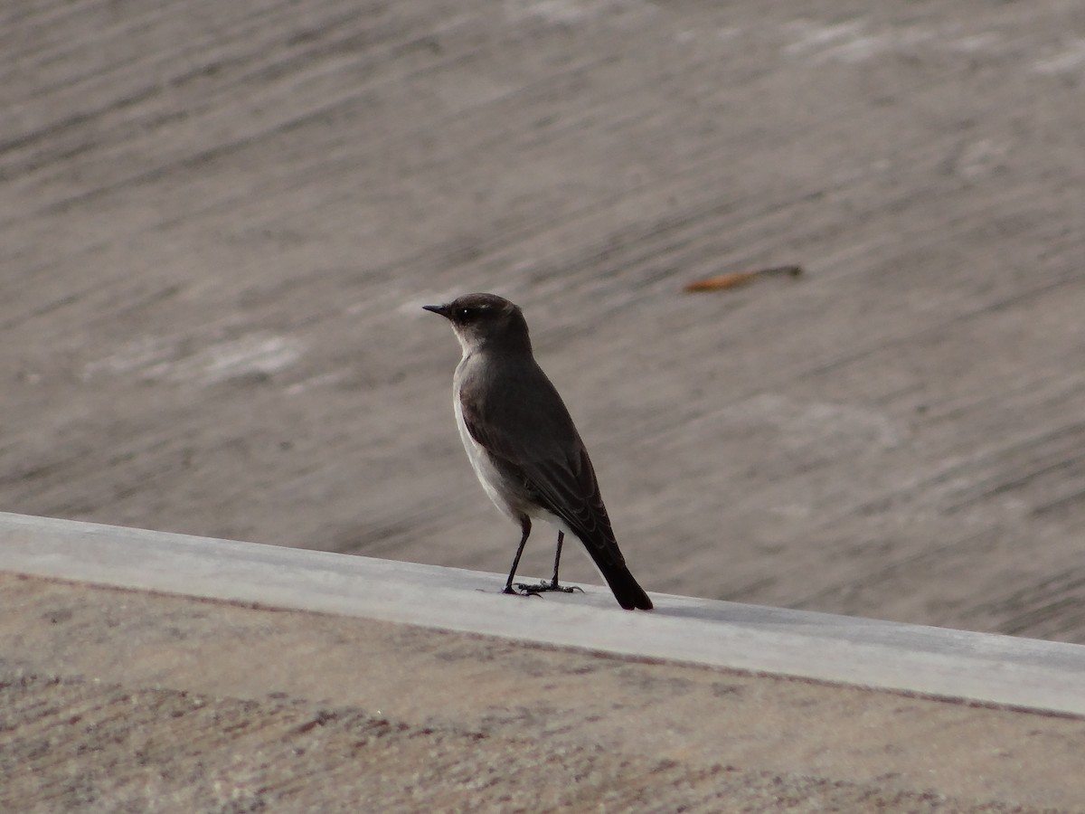 Dark-faced Ground-Tyrant - Club de Observadores de Aves Reserva Ecológica Costanera Norte