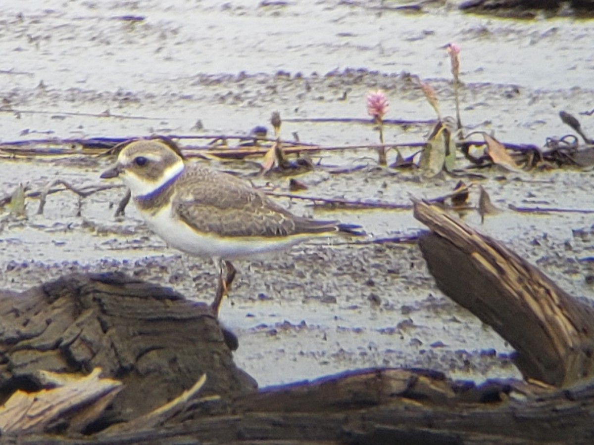Semipalmated Plover - Dennis Peacock