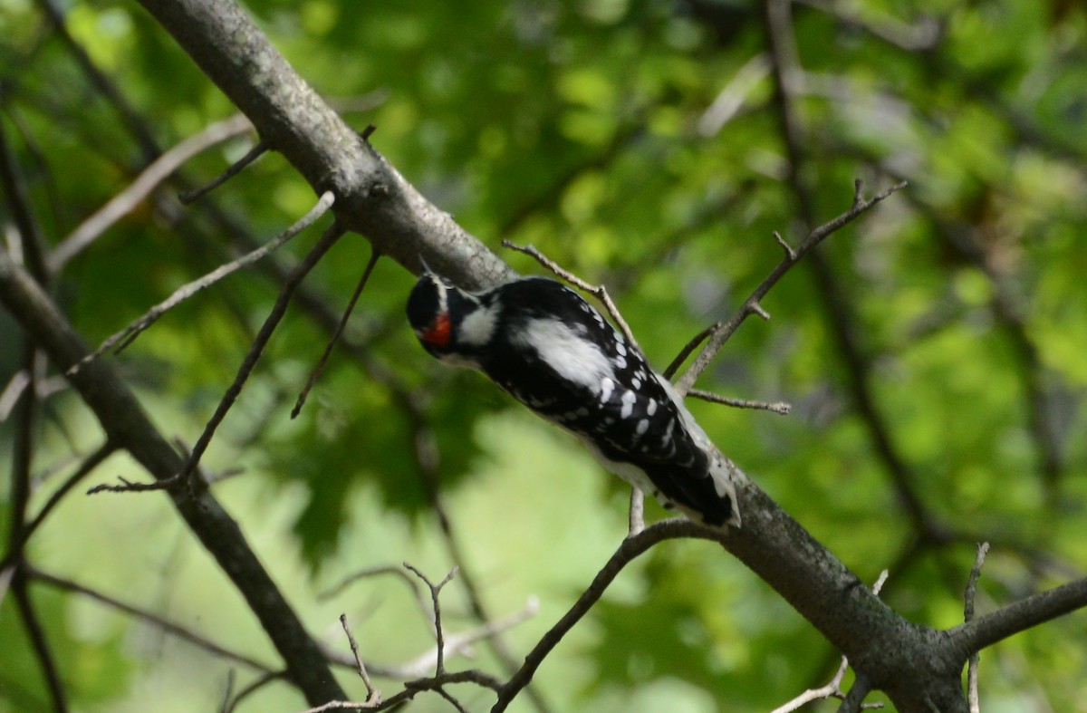 Downy Woodpecker - Bill Telfair