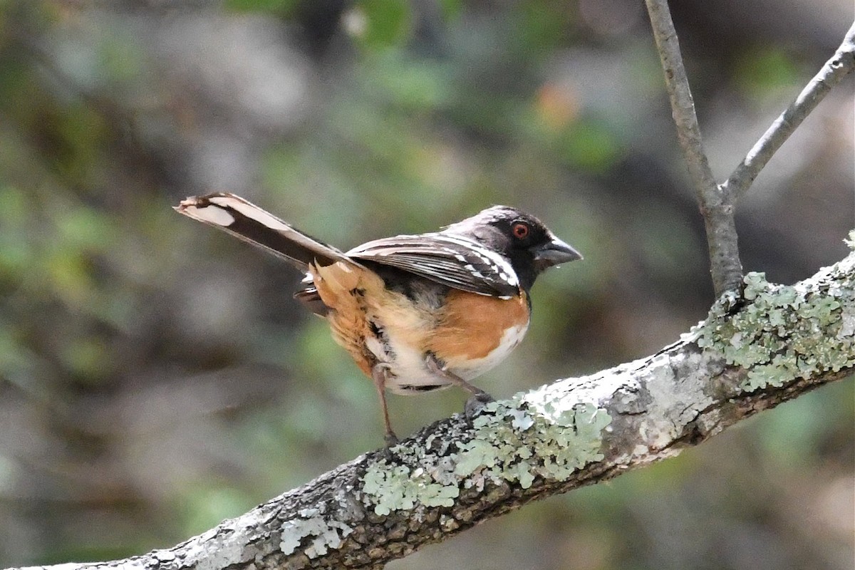 Spotted Towhee - ML175669991