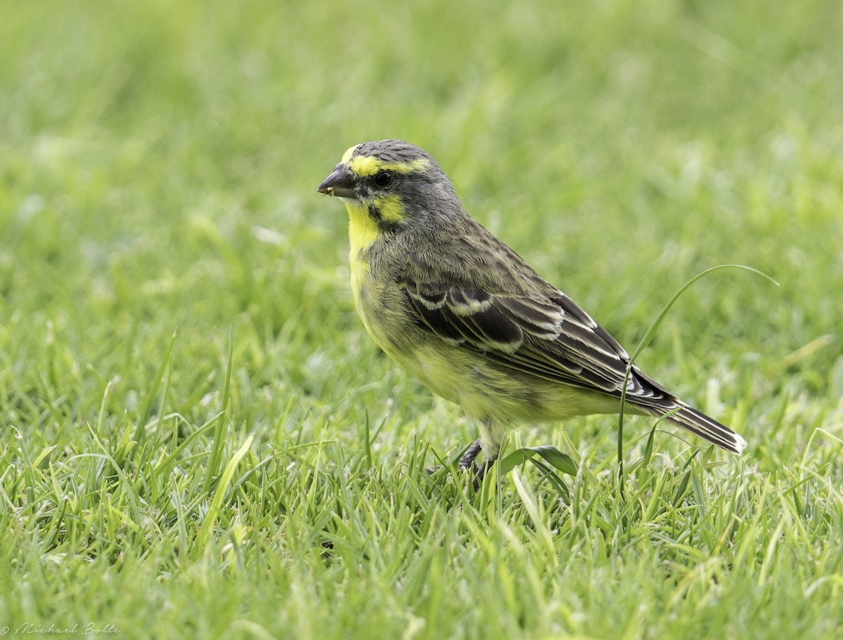 Yellow-fronted Canary - ML175671881