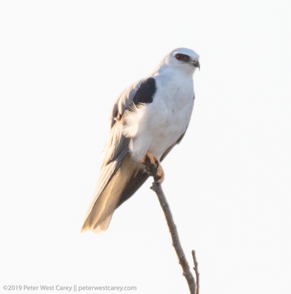 White-tailed Kite - ML175672441