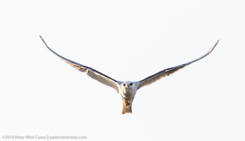 White-tailed Kite - ML175673071